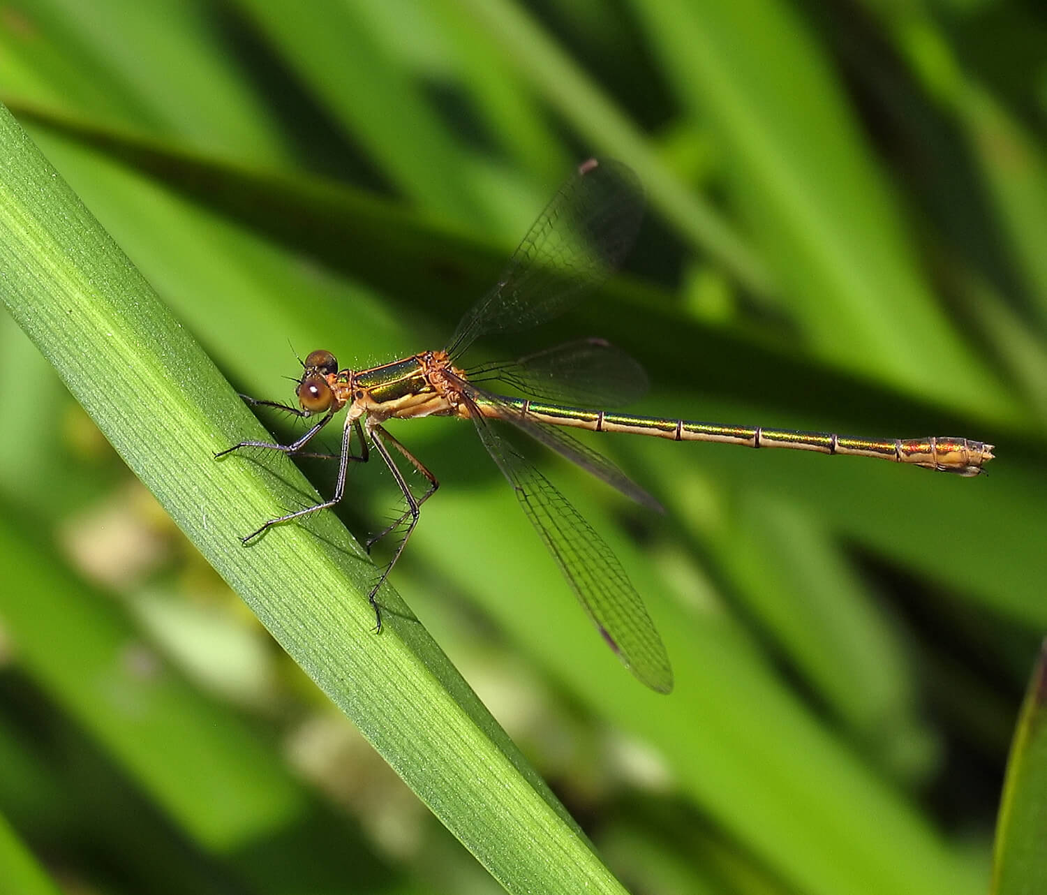 Female Emerald Damselfly by David Kitching